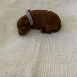 Purple collar girl - Red  female Poodle puppy in Bakersfield, California from Pups and Paws Toy Poodles