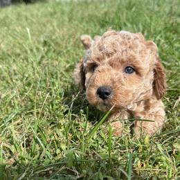 Percy - Cream male Maltipoo puppy in Tolono, Illinois from The Golden Rule Doodles and Poos