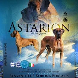 Astarion - Great Dane