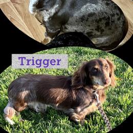 Dachshund puppies from MV Mini Dachshunds