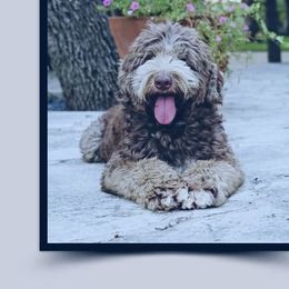 Romeo - Australian Labradoodle