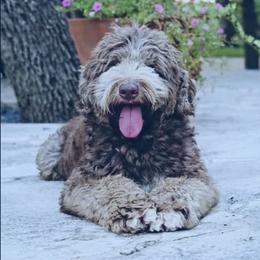 Romeo - Australian Labradoodle