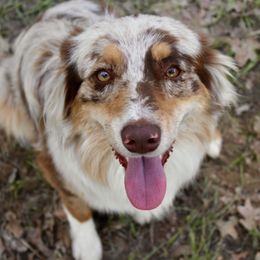 Hico - Australian Shepherd