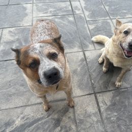Australian Cattle Dog puppies from Folie à Deux Australian Cattle Dogs