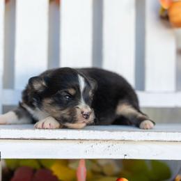 Belle - Black tri female Miniature American Shepherd puppy in Granbury, Texas from Best Little Aussies