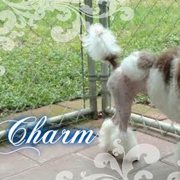 Charm - Poodle