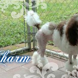 Charm - Poodle