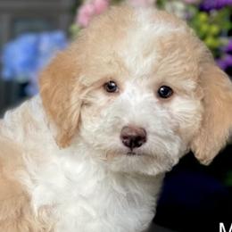 Peaches - Bernedoodle