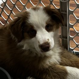 Fuzzbottom Angela - Miniature American Shepherd puppy from Fuzzbottom Miniature American Shepherd