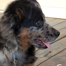 Rue - Australian Shepherd