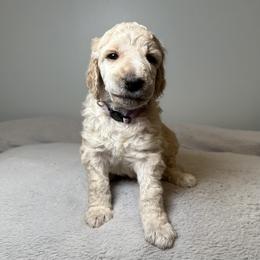Meadow (Purple Collar) - Cream female Poodle puppy in Monroeville, Pennsylvania from K & A Standard Poodles