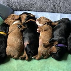 English Toy Spaniel Puppies from Joni Mauritz
