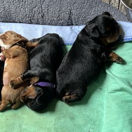 English Toy Spaniel Puppies from Joni Mauritz