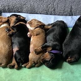 English Toy Spaniel Puppies from Joni Mauritz