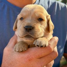Maple - Dark golden female Golden Retriever puppy in Doniphan, Missouri from Stockford’s Golden Retrievers