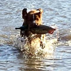 Nova Scotia Duck Tolling Retrievers from Stellar Kennels