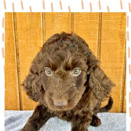 Oakley - Chocolate female Goldendoodle puppy in Caddo Mills, Texas from Fire Wife Doodles