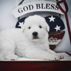 Border Collie and Maremma Sheepdog Puppies from 2J 2K Border Collies & Maremma Sheepdogs