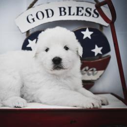 Border Collie and Maremma Sheepdog Puppies from 2J 2K Border Collies & Maremma Sheepdogs