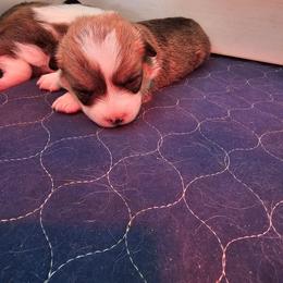 Jack - Red male Pembroke Welsh Corgi puppy in Walnut, Iowa from Michelle's House of Corgi's