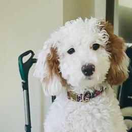 Bernedoodle and Goldendoodle All Grown Up from Farmland Doodles
