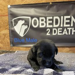 Boy 2 - Black Labrador Retriever puppy in Denham Springs, Louisiana from Obedience 2 Death