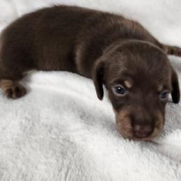Tim - Chocolate and cream male Dachshund puppy in Anaconda, Montana from Williams Family Dachshunds