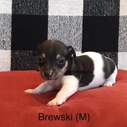 Teddy Roosevelt Terrier Puppies from Reed’s Teddy Roosevelt Terriers of FbgTx