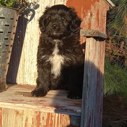 Indigo - male Aussiedoodle puppy in Milford, Indiana from Olde Heritage K-9
