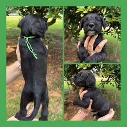 Green Collar - Black male Schnoodle puppy in Winchester, Tennessee from Mahaffey’s Doodles