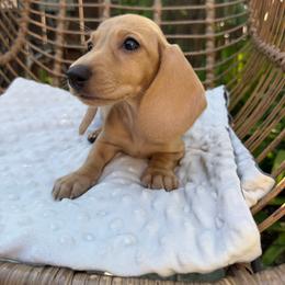 Suisse - Cream female Dachshund puppy in Temecula, California from Naomi Magee's Dachshund Kennel
