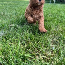 Goldendoodle Puppies from BB Doodles