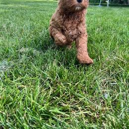 Goldendoodle Puppies from BB Doodles