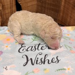 Girl 6 - Cream female Aussiedoodle puppy in Lavonia, Georgia from H & A Kennels