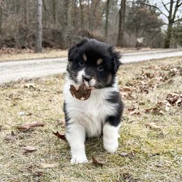Australian Shepherd Puppies from HomeGrown Aussies