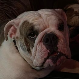 Bulldogs from Hartland Sky Bulldogs
