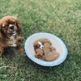 Cavapoo Puppies from Wednesday & Co