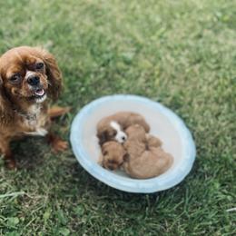 Cavapoo Puppies from Wednesday & Co