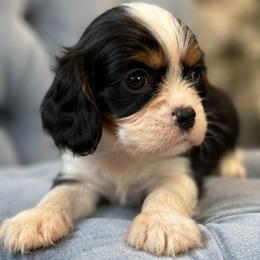 Vincent - Tri-color male Cavalier King Charles Spaniel puppy in Mount Dora, Fl, Florida from Breezy Palms Cavaliers