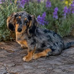 Poppy - Dachshund