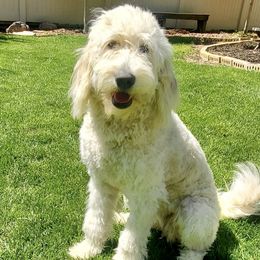 Gracie - Goldendoodle