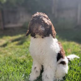 Australian Labradoodle Puppies from Palo Alto Labradoodles