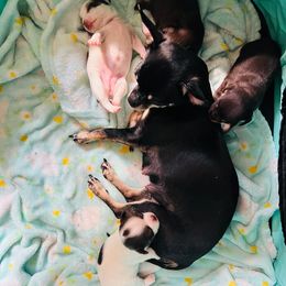 Adella - Chihuahua