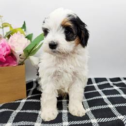 Stripe - Tri-color male Bernedoodle puppy in Granton, Wisconsin from Rose River Farms
