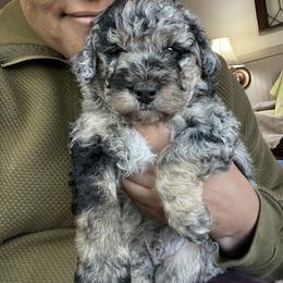 Nile - Merle male Bernedoodle puppy in Clarinda, Iowa from Root and Branch Bernedoodles