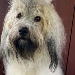 Pippin - Havana Silk Dog