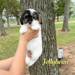 Jelly bean - Tri-color male Bernedoodle puppy in Mount Vernon, Missouri from PoodlelyDoodlely
