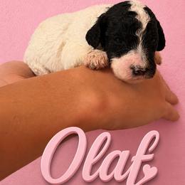 Olaf - Parti female Poodle puppy in Washington, Pennsylvania from Patriotic Poodles
