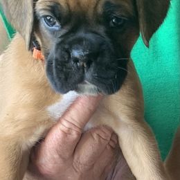 Boxer Puppies from Ocean Breeze Boxers