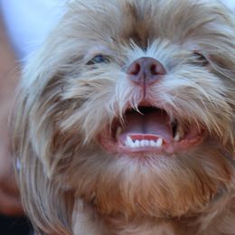 Shih Tzus from Fancy Shih Tzus